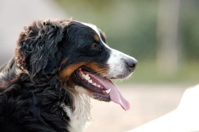 a close up of a dog with its tongue out
