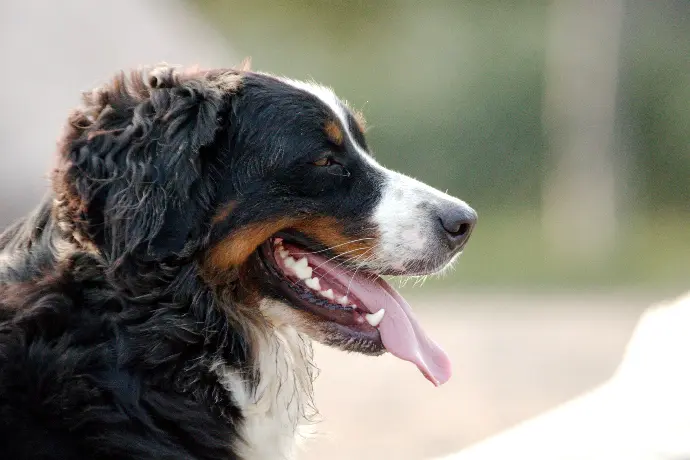 a close up of a dog with its tongue out