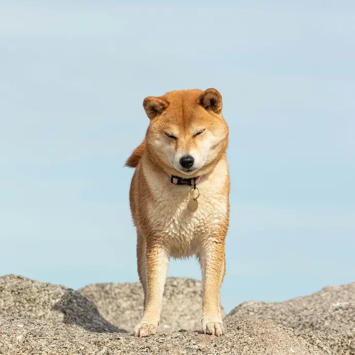 a dog standing on top of a large rock